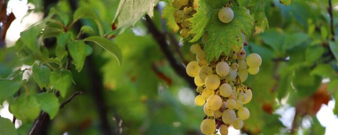 Sauvignon Blanc szőlő