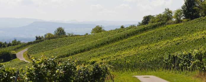 Balatonfüred-Csopaki borvidék