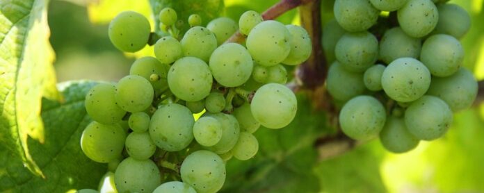 Zöld Veltelini szőlő