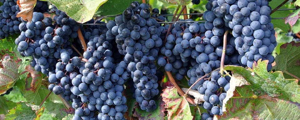 Cabernet Sauvignon szőlő