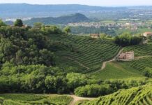 Hol terem a szőlő? Hol terem a szőlő