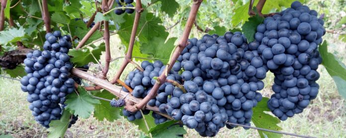 Fekete leányka szőlő